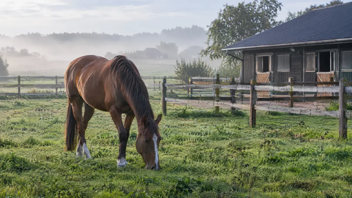 Brun hest der græsser på en fold ved et træhegn og en stald i morgendis