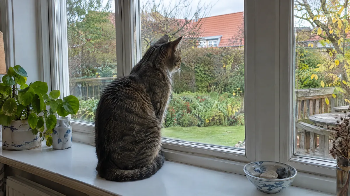 Stribet kat i vindueskarmen der kigger ud på haven